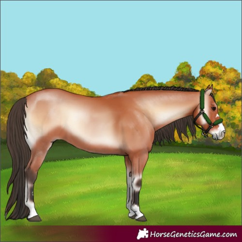 Horse Color:Bay Onyx 