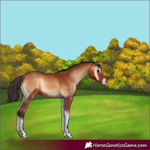 Horse Color:Bay Onyx 