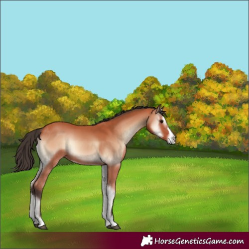 Horse Color:Bay Onyx Mushroom