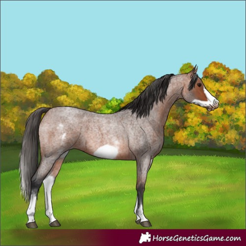 Horse Color:White Spotted Bay Roan Frame 