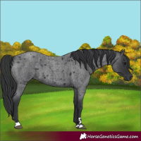 Horse Color:Blue Roan 