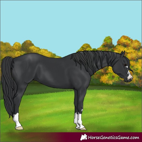 Horse Color:Black 
