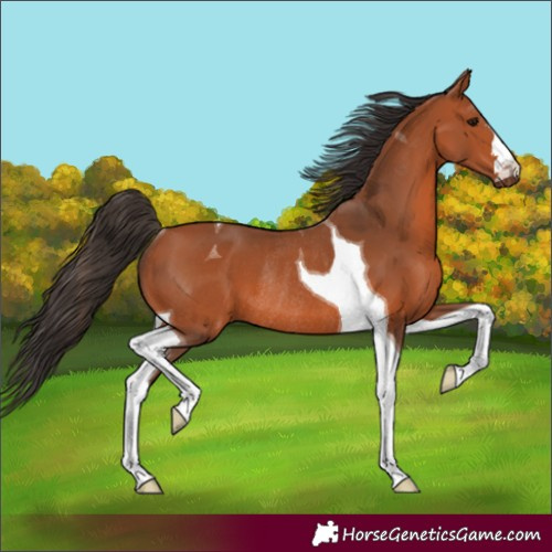 Horse Color:Bay Tobiano Rabicano