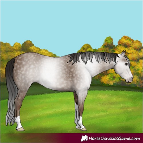 Horse Color:Gray Classic Champagne Tobiano 