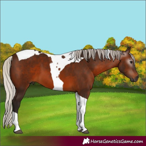 Horse Color:Unknown 