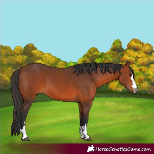 Horse Color:Unknown 