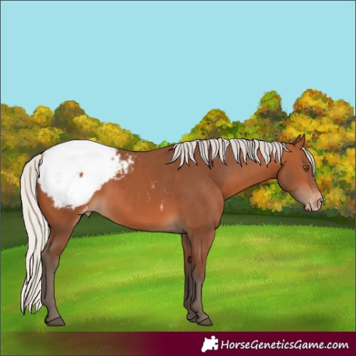 Horse Color:Unknown 
