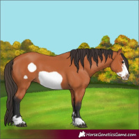 Horse Color:Unknown 