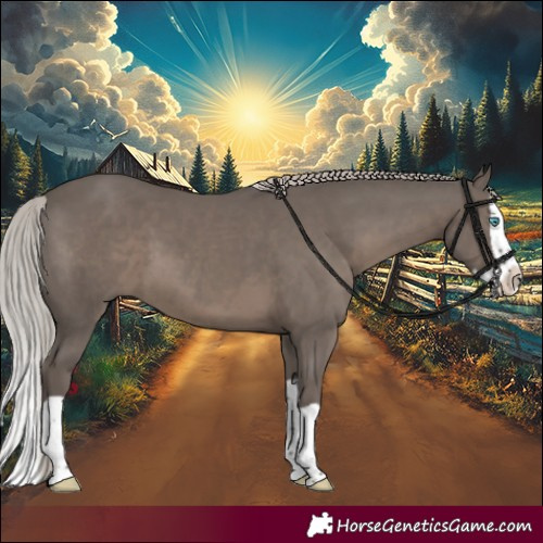 Horse Color:Silver Black Splash 