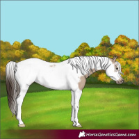 Horse Color:Liver Red Dun Tobiano Frame Rabicano 