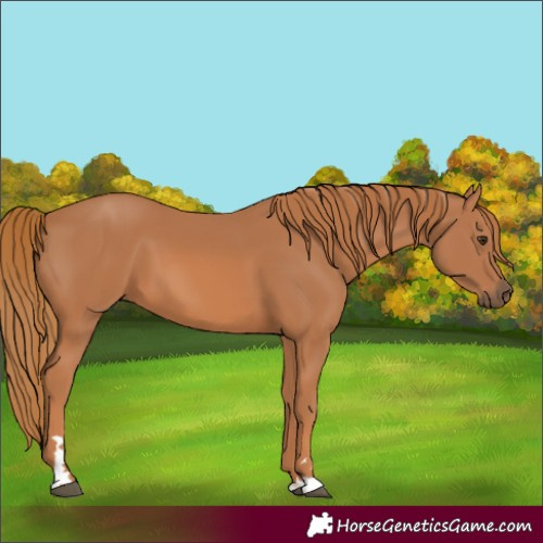 Horse Color:Chestnut 