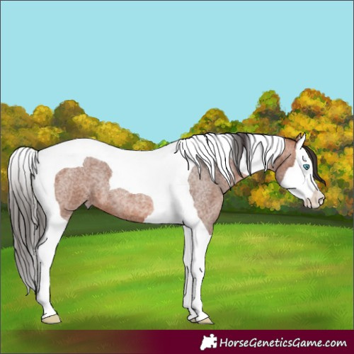 Horse Color:Bay Roan Splash Tobiano 