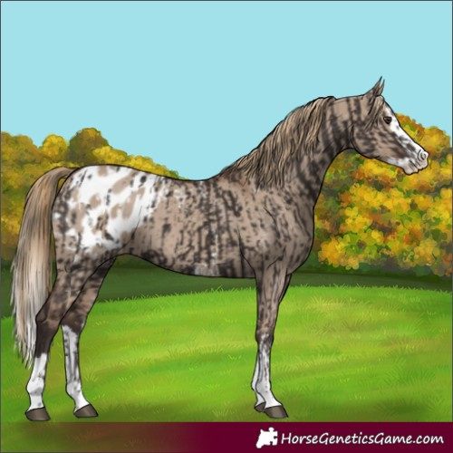 Horse Color:Liver Chestnut Sabino Splash Blanket and Liver Red Dun Sabino Splash Blanket