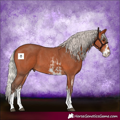 Horse Color:Silver Bay Sabino 