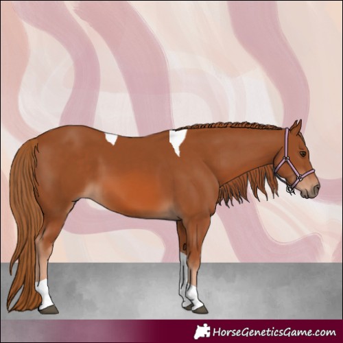 Horse Color:Chestnut Tobiano 