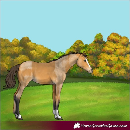 Horse Color:Buckskin Roan  and Buckskin Splash 