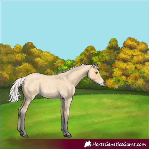 Horse Color:Silver Buckskin Roan