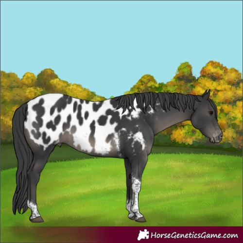 Horse Color:Black Tobiano Near Leopard 