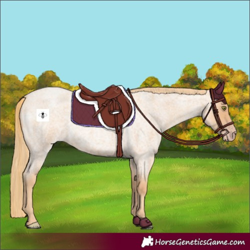 Horse Color:Gold Champagne Roan 