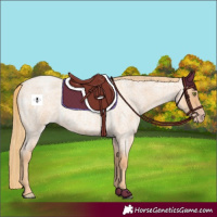 Horse Color:Gold Champagne Roan 