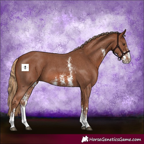 Horse Color:Chestnut Sabino 