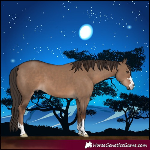Horse Color:Liver Red Dun 