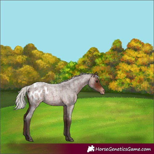 Horse Color:Silver Brown Roan Blanket Rabicano 