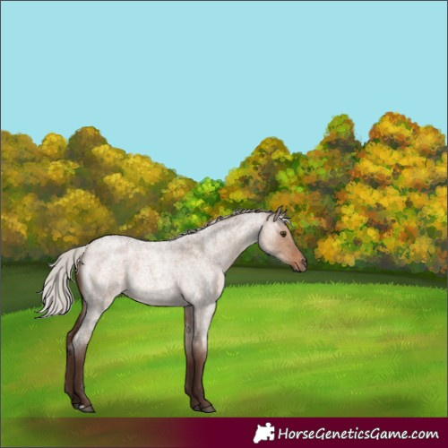 Horse Color:Silver Brown Roan Dun 
