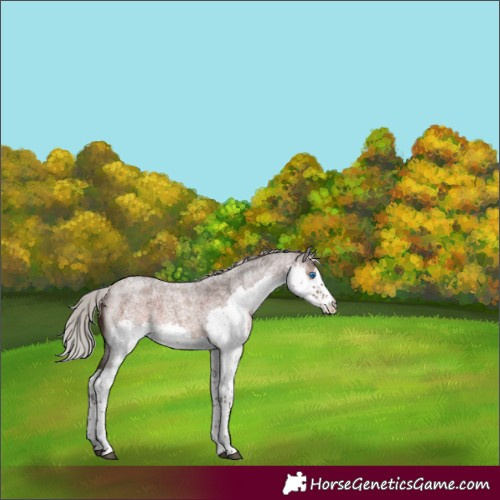 Horse Color:Silver Brown Roan Splash 