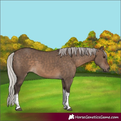Horse Color:Silver Brown Dun Tobiano 