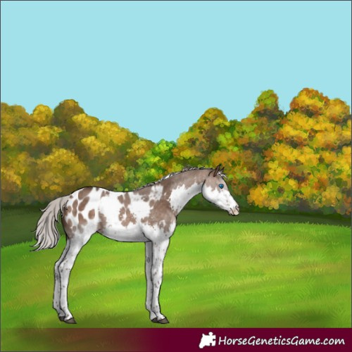 Horse Color:Silver Brown Dun Splash Tobiano Appaloosa 