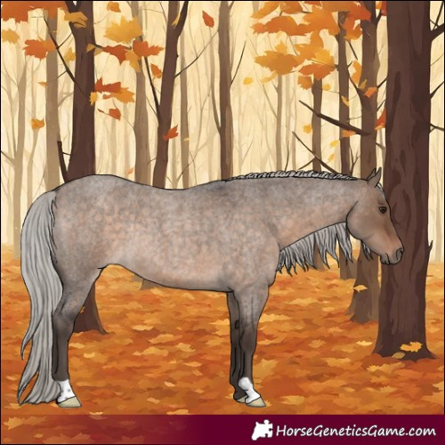 Horse Color:Silver Brown Roan Dun Rabicano 