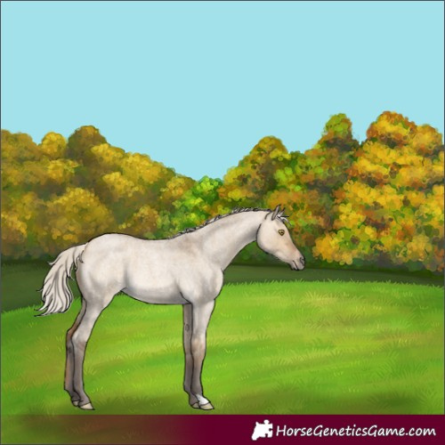 Horse Color:Silver Buckskin Roan Dun Rabicano 