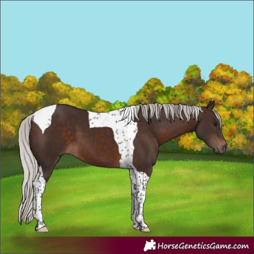 Horse Color:Silver Brown Tobiano 