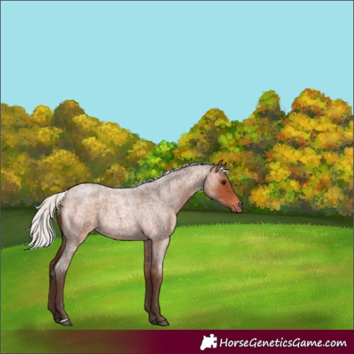 Horse Color:Silver Brown Roan Rabicano 