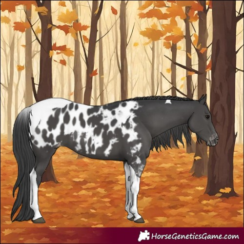 Horse Color:Black Tobiano Near Leopard 