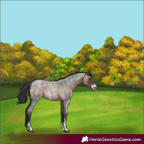 Horse Color:Brown Roan Sabino Rabicano 