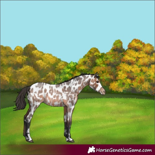 Horse Color:White Spotted Brown Roan Appaloosa 