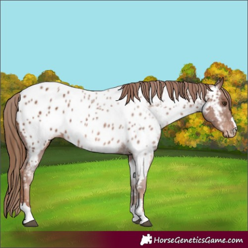 Horse Color:Chestnut Appaloosa 