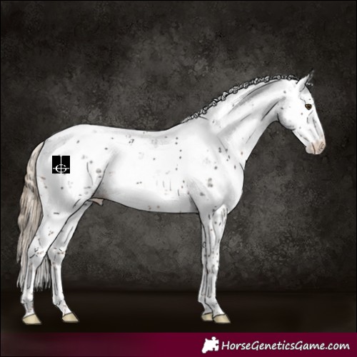 Horse Color:Liver Chestnut Sabino Appaloosa 