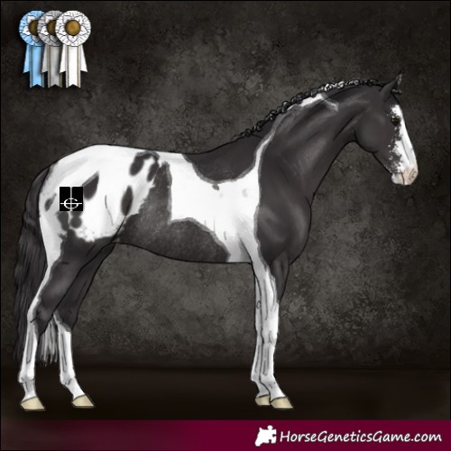 Horse Color:Smoky Black Sabino Tobiano Appaloosa Rabicano