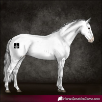 Horse Color:Brown Sabino Rabicano