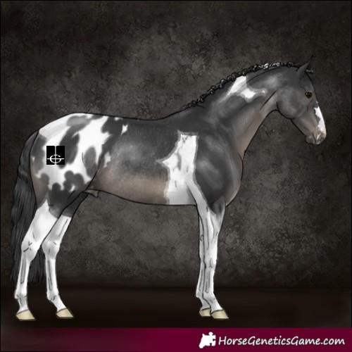 Horse Color:Black Tobiano Blanket Rabicano 