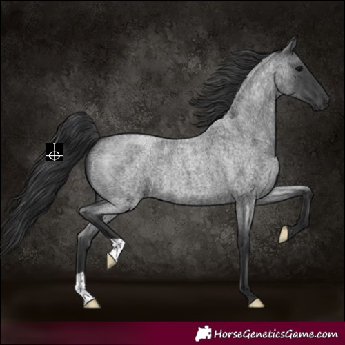 Horse Color:Blue Roan 