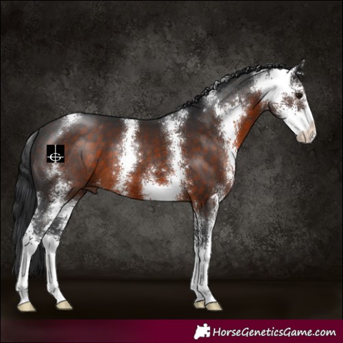 Horse Color:Brown Sabino