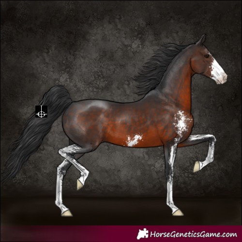 Horse Color:Brown Sabino