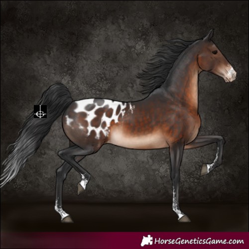 Horse Color:Brown Sabino Appaloosa 