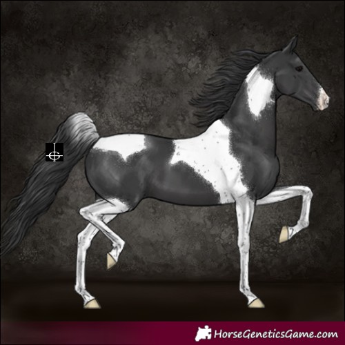 Horse Color:Black Tobiano 