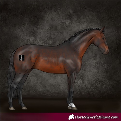 Horse Color:Brown 