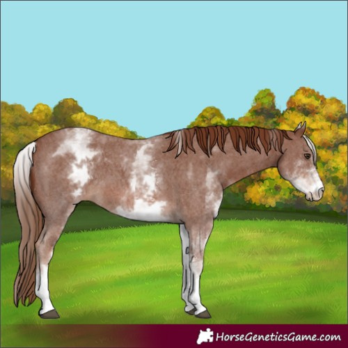 Horse Color:White Spotted Chestnut Sabino 
